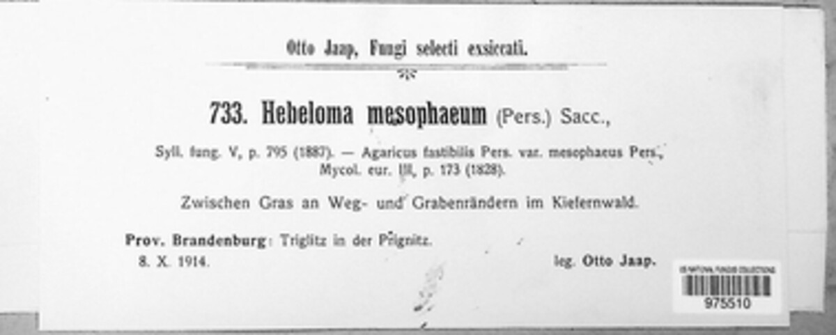 Hebeloma mesophaeum image